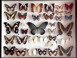 de nombreux types de papillons différents présentés dans une boîte d'ombrage