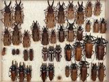 a lot of bugs that are hanging on the wall