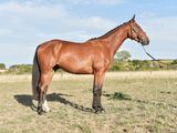 a brown horse that is standing in the grass