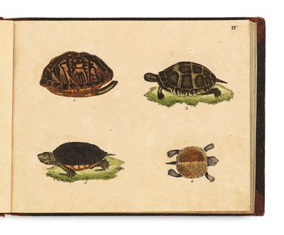 un livre ouvert sur lequel figurent des illustrations de tortues et d'autres animaux