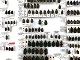 a lot of beetles that are on display on the wall