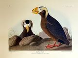 a picture of two birds that are standing next to each other