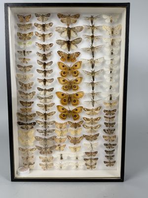 a framed display of moths in a shadow box