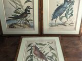 two framed prints of birds on a wooden table in a room