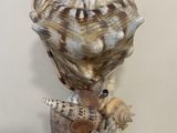 a vase that has shells on it on a table