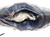 a close up of a shoe with a dead animal inside of it