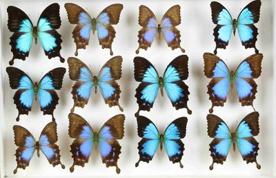 de nombreux papillons qui se trouvent dans une boîte blanche