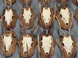 de nombreux crânes de cerfs exposés sur une table