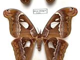 two large brown moths sitting on top of each other on a white surface