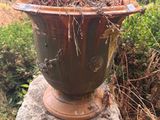 a plant that is sitting in a pot on a rock