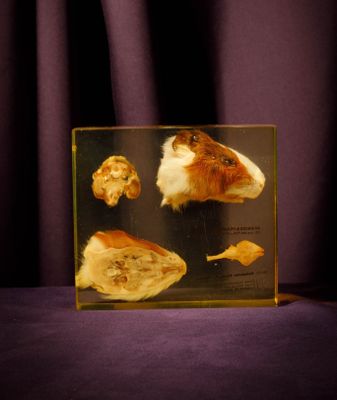 a picture of a hamster that is in a glass box