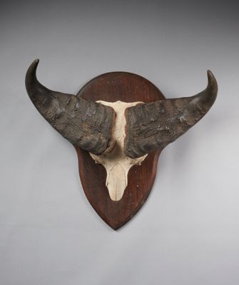 une image représentant une tête de taureau accrochée au mur