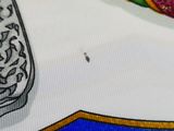 a close up of a tie with a design on it