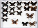 de nombreux types de papillons exposés dans un cadre blanc