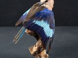 a bird that is sitting on top of a piece of wood