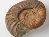 fossilized ammonite on a white surface with a white background