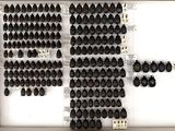 an image of a display case filled with lots of black bugs