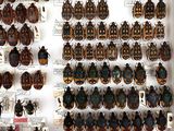 many beetles on display in a display case