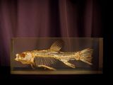 un squelette de poisson dans une boîte en verre posée sur une table