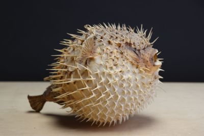 un poisson-globe posé sur une table