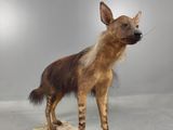 an image of a stuffed hyena standing on top of a rock