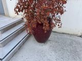 a plant that is sitting on the steps of a building