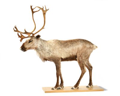 a reindeer that is standing on a wooden base