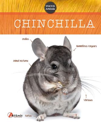 une photo d'un chinchilla sur laquelle figure son nom