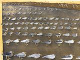 de nombreuses mouettes qui se tiennent sur le sable