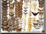 many different kinds of moths on display in a glass case