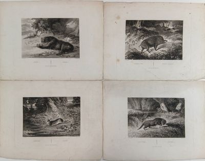 quatre photos en noir et blanc d'animaux dans une forêt