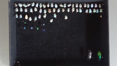 Boîte entomologique comprenant divers spécimens Hoplia coeru…