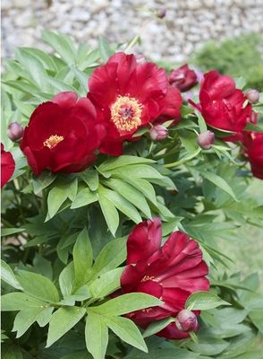 many red peonies growing in the garden