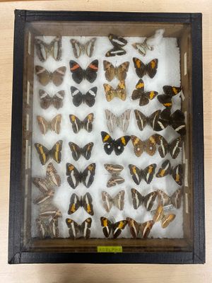 a lot of butterflies in a shadow box on a table