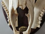 a deer skull mounted on the wall of a house