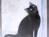 a picture of a black cat sitting in a picture frame