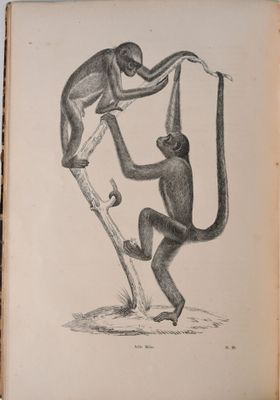 un vieux livre sur lequel figure un dessin représentant deux singes suspendus à un arbre
