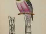 un dessin représentant un oiseau perché sur une branche d'arbre