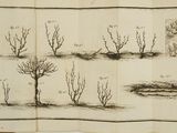 an old book with drawings of trees on it