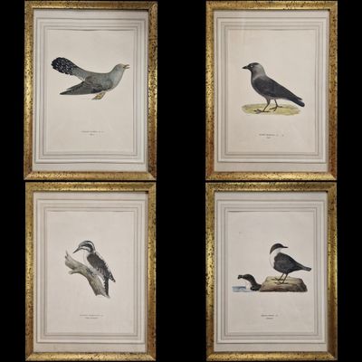 four framed prints of birds on a black background