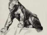 dessin représentant un ours sur un rocher, en noir et blanc