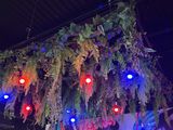 a plant hanging from the ceiling with red and blue lights
