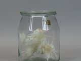 a glass jar with some white flowers inside of it