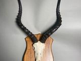 a close up of a deer skull mounted on a wooden plaque
