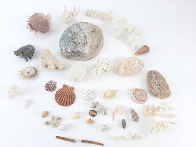 a lot of shells on the white surface