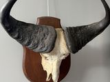 a bull ' s head mounted on the wall of a room