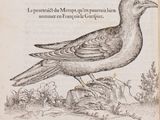 a drawing of a bird sitting on a rock