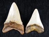 two large tooth shark teeth on a black background
