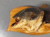 a fish that is laying on top of a piece of wood