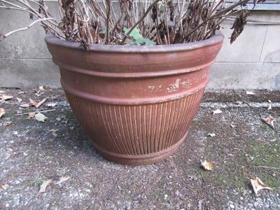 une plante posée dans un pot posé par terre